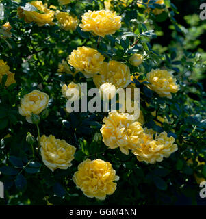 Rosa foetida - `Persiana' Persian Yellow Rose (Specie)'''''   RSP037880  ' Stock Photo